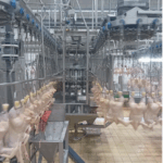 Stork Automatic Evisceration line 8000